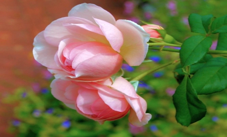 Sweet Pink Roses - nature, roses, pink, beautiful, flowers