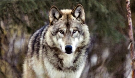 Alaskan Grey Wolf F1 - wolf, wide screen, wildlife, lobo, photography, animal, canine, photo