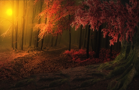 Autumn Sunset - mystic, autumn, trees, sunset, path, trunck, forest, beautiful, leaves, magic light