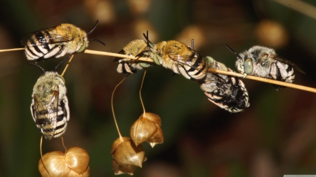 sleeping bees - bee, insect, plant, sleeping