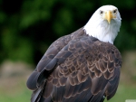 eagle looking