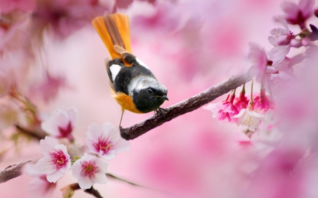 Beautiful Redstart