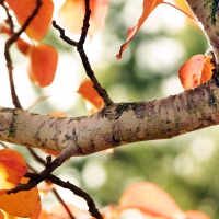 fall tree