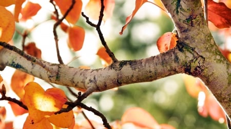 fall tree - leaf, tree, branch, autumn