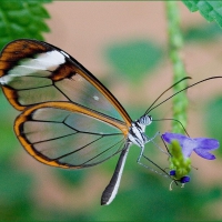 Glasswing butterfly