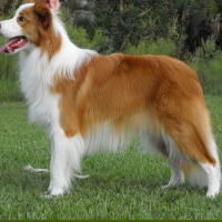 Golden Border Collie