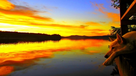 Sunset Watcher - sky, lake, reflection, sunset, nature, dog, colorful