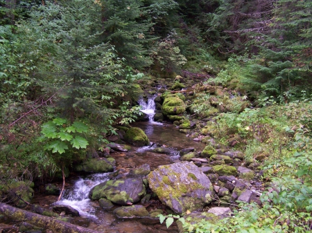 Stream along the Ed Pulaski Trail - pathways, nature, streams, forests