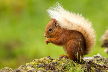 Red Squirrel - nature, sitting, wildlife, colors