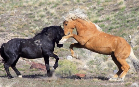 Mustangs IX. - abstract, mustang, photography, wilderness, HD, horse, wild horse, nature, animals, wildlife, wild, wallpaper