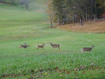 Free - lush, trees, green, deer, grass