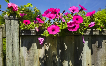 Petunia - petunia, wood, fence, flowers