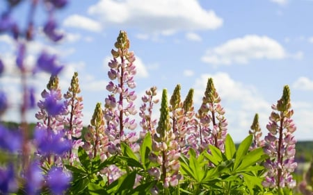 Flowers Growing Outside - nature, sky, flowers, bloom