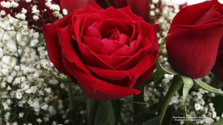 Red Roses and Baby's Breath - abstract, roses, photography, flowers, red roses