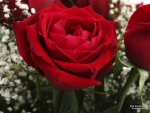 Red Roses and Baby's Breath