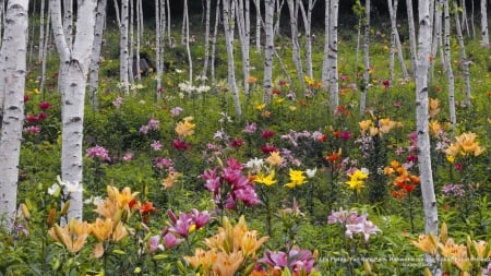 Lilies in Birch Forest - birch, lilies, forests, photography, trees, abstract