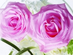 Pink Roses