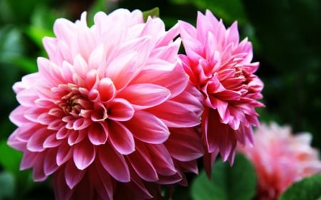 Pink Flowers - flowers, bloom, petals, pink