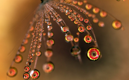 Dew - flower, dew, water drops, orange, macro, nature