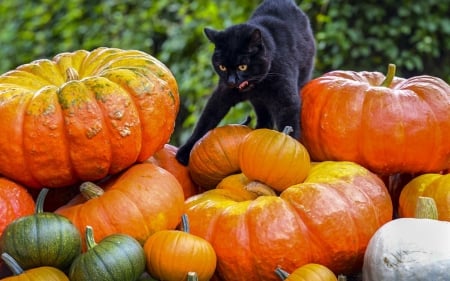 I love pumpkins! - portocaliu, pumpkin, orange, cat, black, animal, funny, halloween, tongue