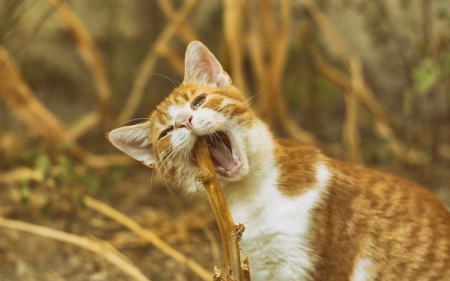 Hunger - animal, funny, hunger, kitten, cat