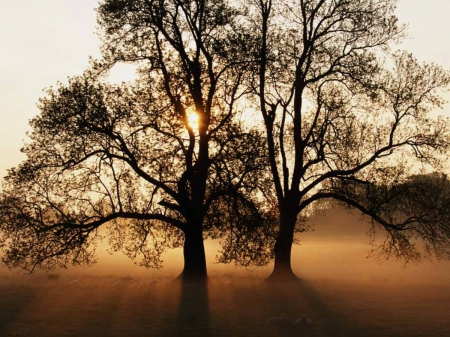 Trees_splendor - summer, tree, sunset, splendide