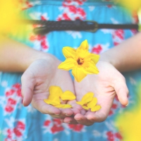 Yellow Daffodil