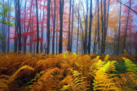 Autumn Forest - Autumn, trees, branches, ferns, Fall, forest