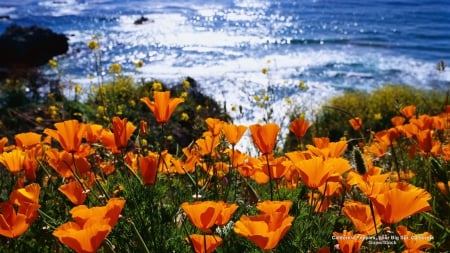 Beautiful Poppies on the Beach  - flowers, oceans, poppies, nature, beaches