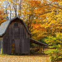 Shed in Autumn Woods