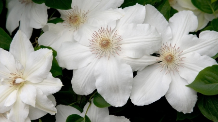 White Flowers - white, nature, amazing, flowers