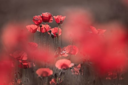 Red Poppies - flowers, poppies, red, blur