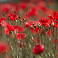 Red  Poppy