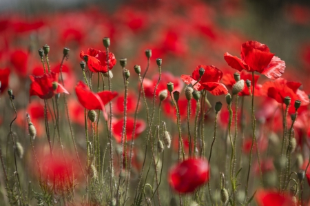 Red  Poppy - growing, red, capsules, flowers, poppy