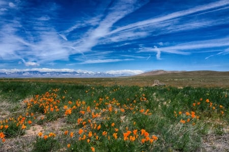 Mountains - mountains, sky, flowers, meadow