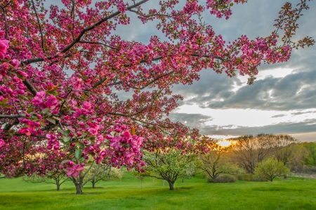 ✿⊱•╮╭•⊰✿ - field, spring, trees, nature