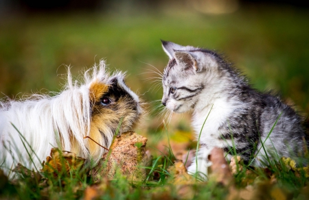 Cat and guinea pig - grass, guinea pig, Cat, leaves