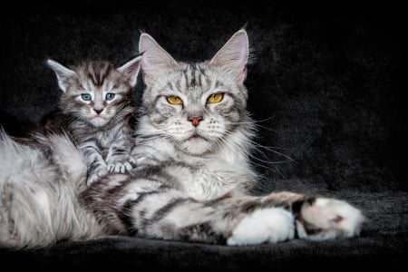 Grey Cat - Small - Animals, Small, Cat, Grey