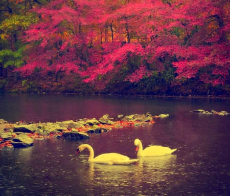 Autumn Romance - trees, attractions in dreams, rivers, creative pre-made, beautiful, photography, Little Rock AR, colors, stunning, swans, nature, places, landscapes, love four seasons