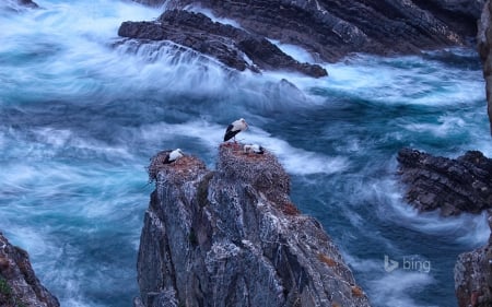 Sea- rocks, birds, landscape - landscape, sea, rocks, birds