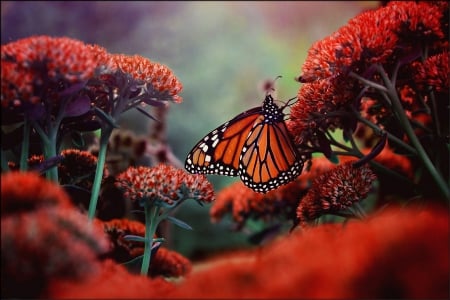 Red flowers - butterfly - nature, butterfly, flowers, red