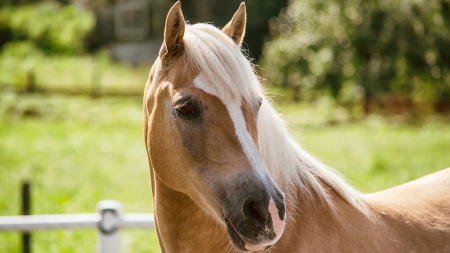 Horse - head, mane, animal, Horse