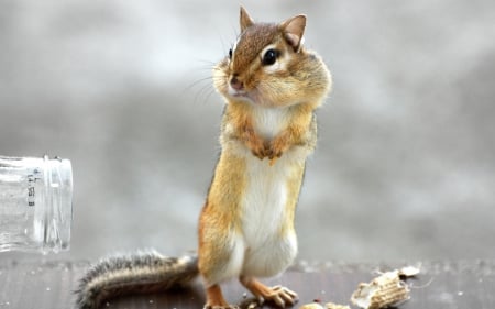 Chipmunk - Chipmunk, animal, Cheeks, squirrel