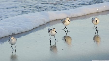 birds on the beach - beach, seagull, water, bird