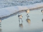 birds on the beach