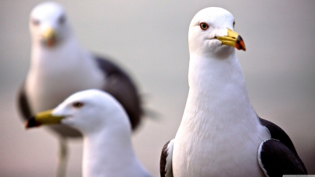 curious seagull - bird, head, curious, seagull