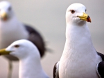 curious seagull