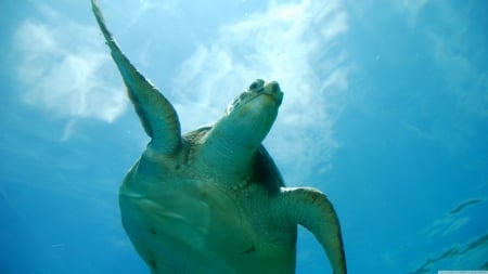 flyng in the sky - turtle, sea, blue, green