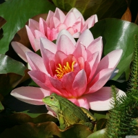 frog and pink water lilly