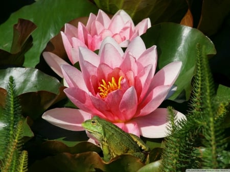 frog and pink water lilly - lilly, water, pink, frog